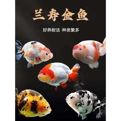兰寿水泡珍珠金鱼小金鱼苗观赏鱼耐活冷水鱼宠物小型淡水好养易a8