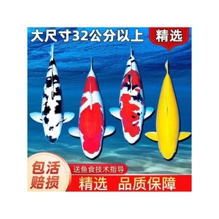 日本纯种进口大型锦鲤红白三色火鲤白金介子黄金招财锦鲤庭院鱼a6