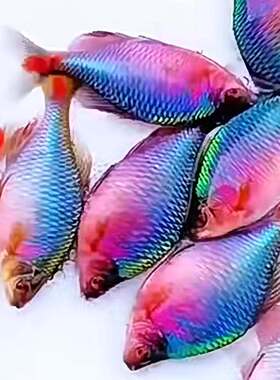 粗纹暗色鳑鲏方氏鳑鲏济南鳑鲏小型鳑鲏鱊溪流原生群游清便宜小鱼