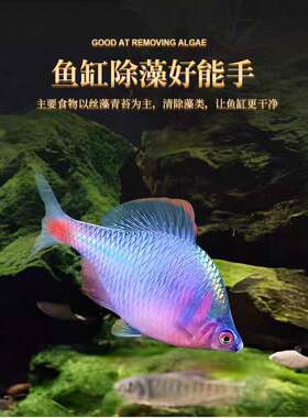 旁皮鱼观赏鱼冷水鱼原生鱼七彩高体旁皮活体小型淡水鱼活鳑鲏鱼儿