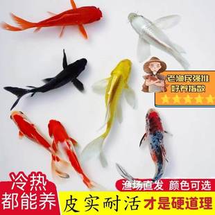 草金鱼好养红草小金鱼活体龟食观赏鱼龙鱼活饲料鱼冷水鱼锦鲤鱼a2