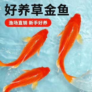 草金鱼活鱼锦鲤鱼苗观赏鱼淡水鱼冷水鱼小型耐活活体小金鱼红草a5