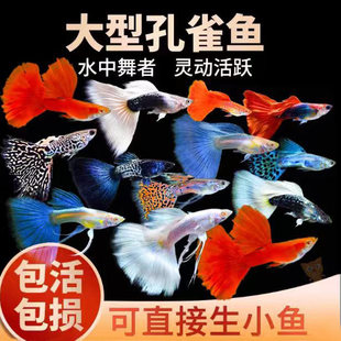 观赏鱼苗凤尾热带鱼小鱼金鱼杂袍孔雀鱼大号品种小型孕母淡水鱼