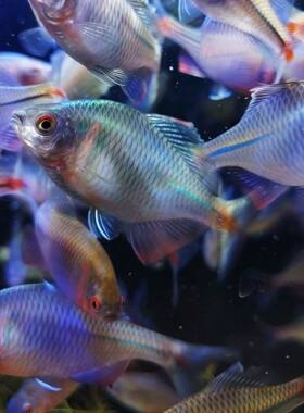 鳑鲏鱼七彩高体旁皮鱼便宜小鱼冷淡水好养耐活原生除藻鱼活体鱼苗