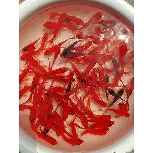 广东广州公园游乐园摆摊活动捕捞观赏鱼草金好养耐活金鱼活体包a3