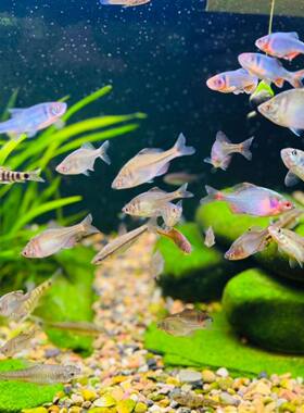 旁皮鳑鲏鱼包活鳑鲏菜板鱼托波鱼五彩鱼冷水鱼原生鱼溪流鱼鳑鲏鱼