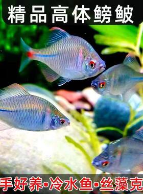高体鳑鲏鱼观赏鱼冷水鱼原生鱼中华彩石鳑鲏旁皮淡水鱼蓝石台七彩