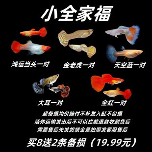 凤尾热带鱼小鱼金鱼杂袍孔雀鱼大号品种小型鱼孕母淡水鱼观赏鱼苗