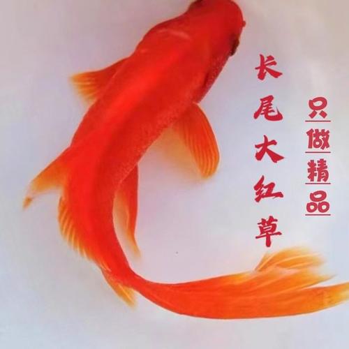 活鱼草金鱼锦鲤鱼苗观赏鱼淡水鱼冷水鱼小型耐活小金鱼红草金鱼a6