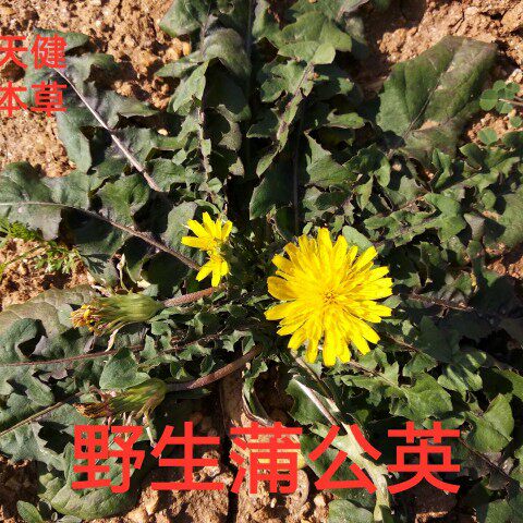蒲公英中药材黄花苗蒲公草婆婆丁黄花地丁卜地蜈蚣鬼灯笼黄花草