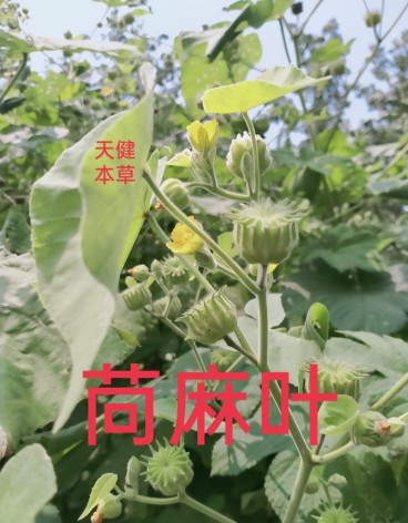 苘麻叶中药材青麻磨盘草野芝麻