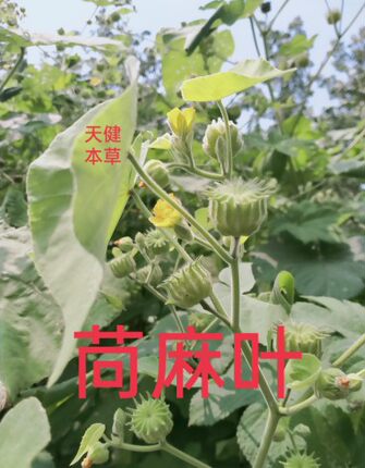苘麻叶中药材白麻青麻磨盘草八角乌野芝麻野苎麻新鲜干货250克