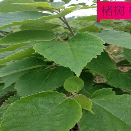楮叶中药材构叶谷树叶酱黄叶楮树白皮楮根楮根皮500克新鲜干货