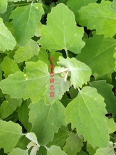 藜野生中药材灰菜灰藋飞扬草灰苋菜灰藜白藜胭脂菜新鲜干货500克