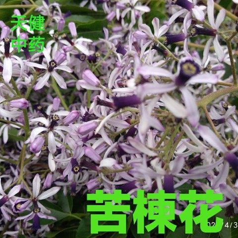 楝花中药材苦楝花楝树花苦楝子苦楝叶新鲜干货200克包邮