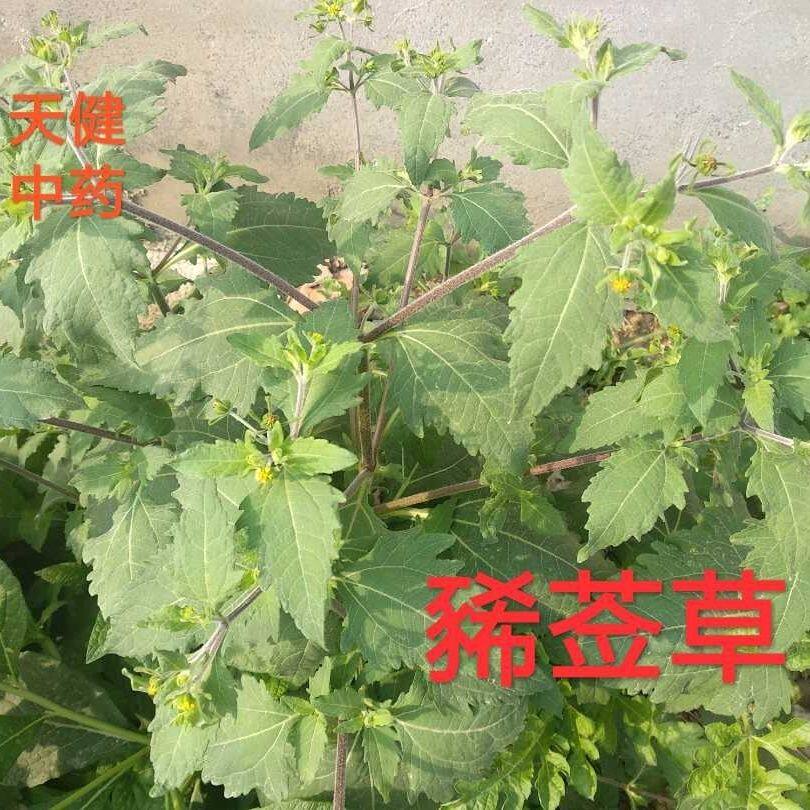 豨莶草中药材豨莶猪膏莓猪膏草铜锤草大接骨牛人参新鲜干货500克