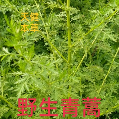野生青蒿中药材黄花蒿黄蒿臭蒿香蒿苦蒿草蒿子黑蒿野苦草阴干切段