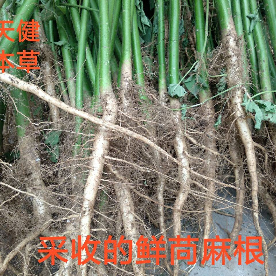 苘麻根中药材苘麻苘麻全草苘麻叶磨盘草500克新鲜干货包邮