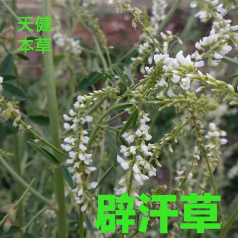 辟汗草中药草木犀野苜蓿铁扫把散血草野长生果鸡虱子草干货250克