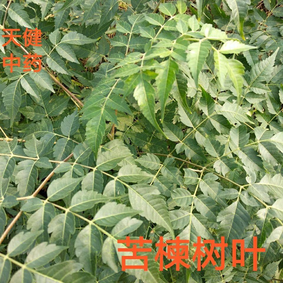 楝叶中药材苦楝叶苦楝树叶苦楝皮苦楝子叶500克新鲜干货