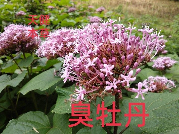 臭牡丹中药材臭牡丹叶臭枫根大红袍大红花臭草臭茉莉臭梧桐250克