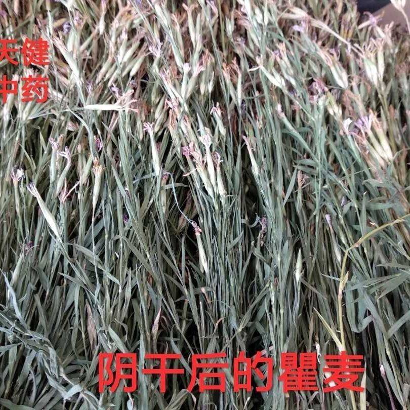 野生瞿麦正宗中药材石竹花茶竹节草石柱子花茶天竺草洛阳花