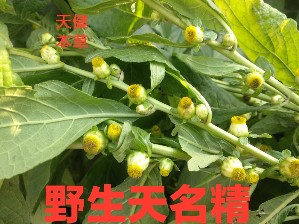 天名精中药天明精天门精地菘鹿活草鹤虱草野烟挖耳草蛤蟆草500克