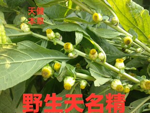 野生天名精中药材天明精天门精地菘草鹤虱草挖耳草蛤蟆草