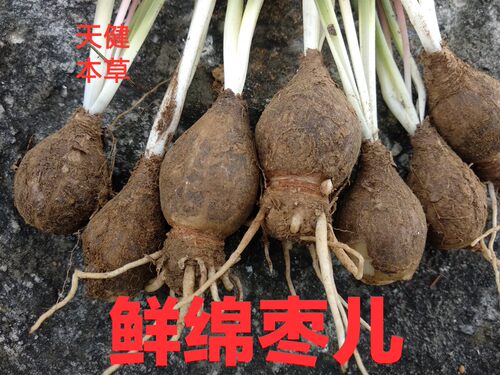 绵枣儿中药地枣石枣棉枣河南天蒜