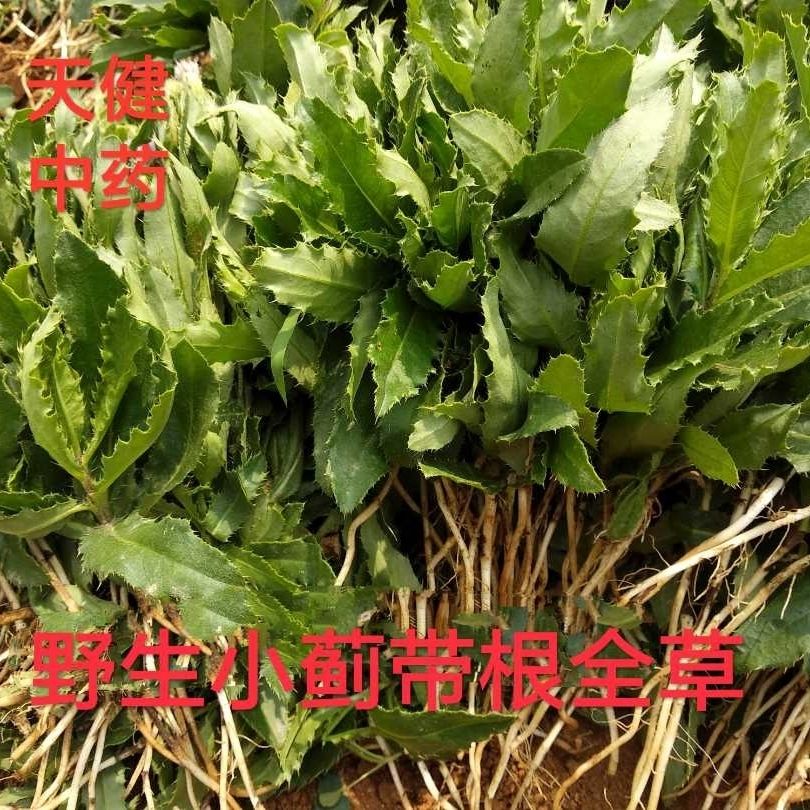 小蓟中药材刺儿菜刺菜曲曲菜青青菜荠荠菜刺角菜干货500克