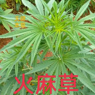 火麻草中药火麻茎叶全草火麻仁草黄麻线麻草火麻子仁草干货100克
