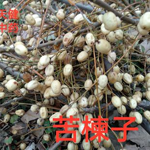 苦楝子中药材苦楝树叶川楝子苦心子楝枣子楝果子土楝子干货500克