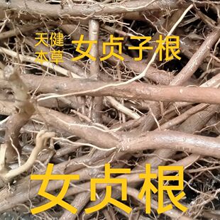 女贞根中药材女贞子树根女贞子树皮女贞子皮冬青树皮冬青树叶