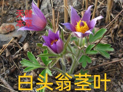 白头翁茎叶白头翁全草中药