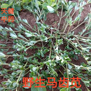 马齿苋中药马齿菜长命菜灰苋蛇草长寿菜耐旱菜新鲜干货500克包邮