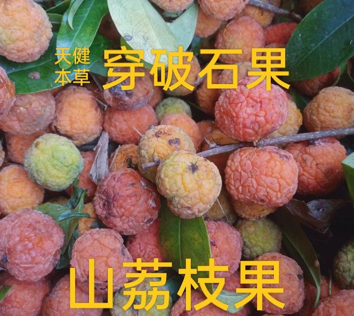 山荔枝果中药材穿破石果小柘树果构棘树果野梅子穿破石根包邮