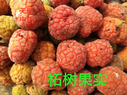 柘树果实酵素天然中药材柘果野荔枝佳子山荔枝野梅新鲜干货野生