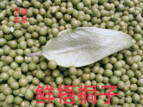 梧桐子中药瓢儿果桐麻豌青梧桐瓢羹树苍桐青皮树新鲜干货500克