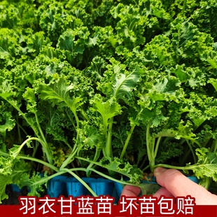 绿羽衣甘蓝苗绿紫羽衣粉羽衣甘蓝秧苗种籽春季 可食用 蔬菜苗四季
