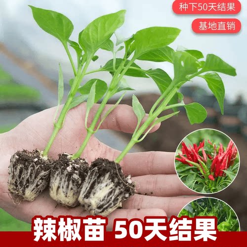 辣椒苗蔬菜苗朝天椒青椒苗