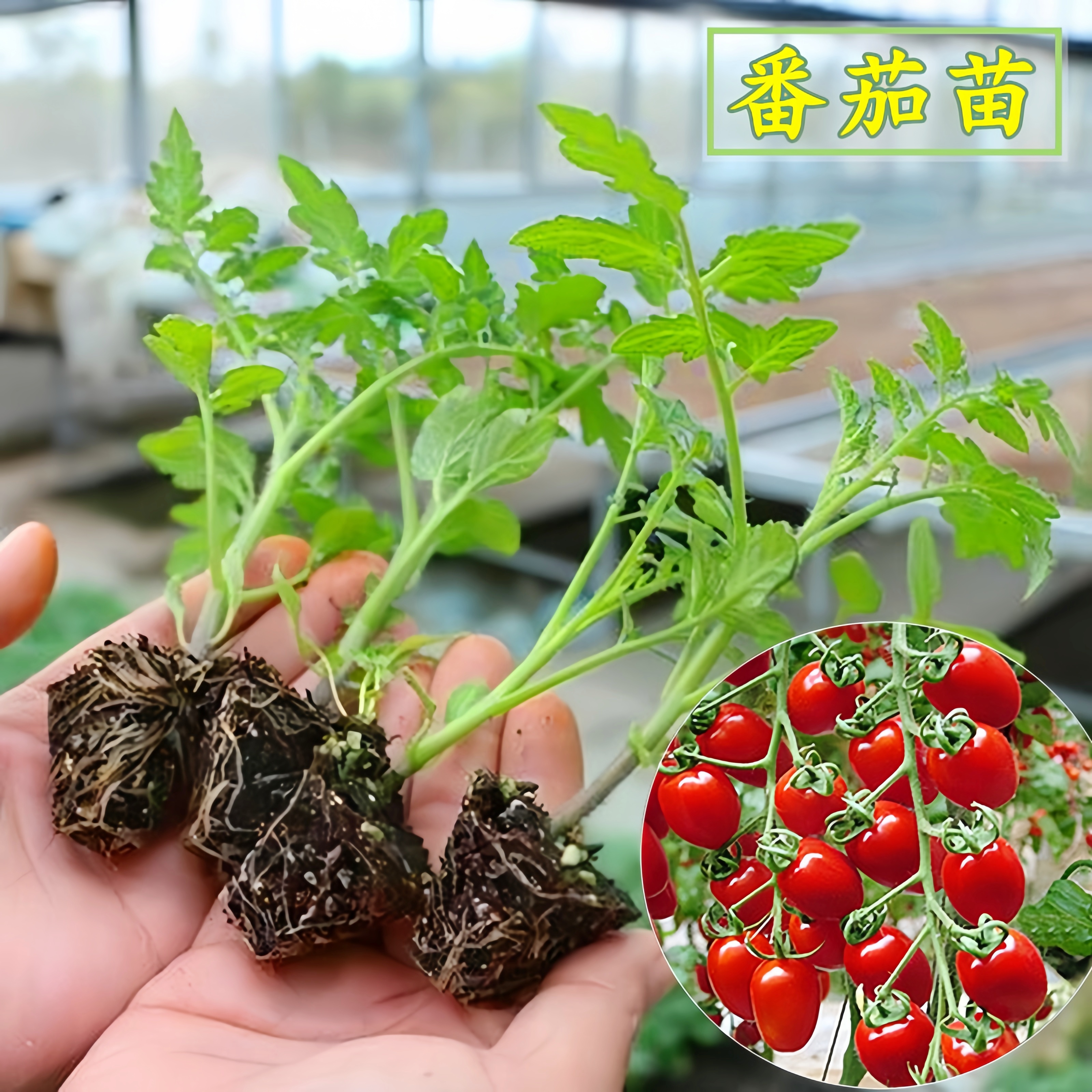 圣女果苗秧瀑布小番茄苗樱桃西红柿苗矮生黄色四季盆栽蔬菜苗