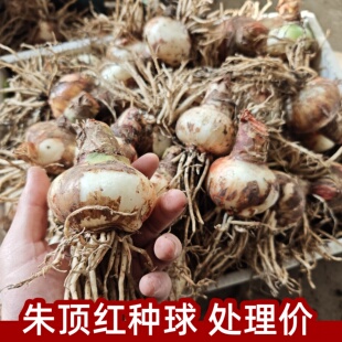 朱顶红种球重瓣阿弗雷进口开花球花卉植物室内花对子莲