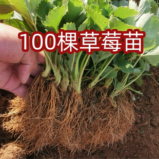 100棵草莓苗奶油红颜盆栽食用带土带盆牛奶果树草莓秧苗种籽