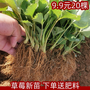 20棵草莓苗四季 结果盆栽草莓苗秧99草莓苗奶油草莓苗号白草莓x