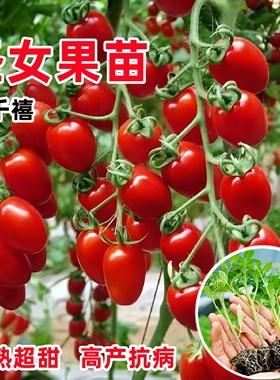 圣女果苗秧瀑布小番茄苗樱桃西红柿苗矮生黄色四季盆栽蔬菜苗