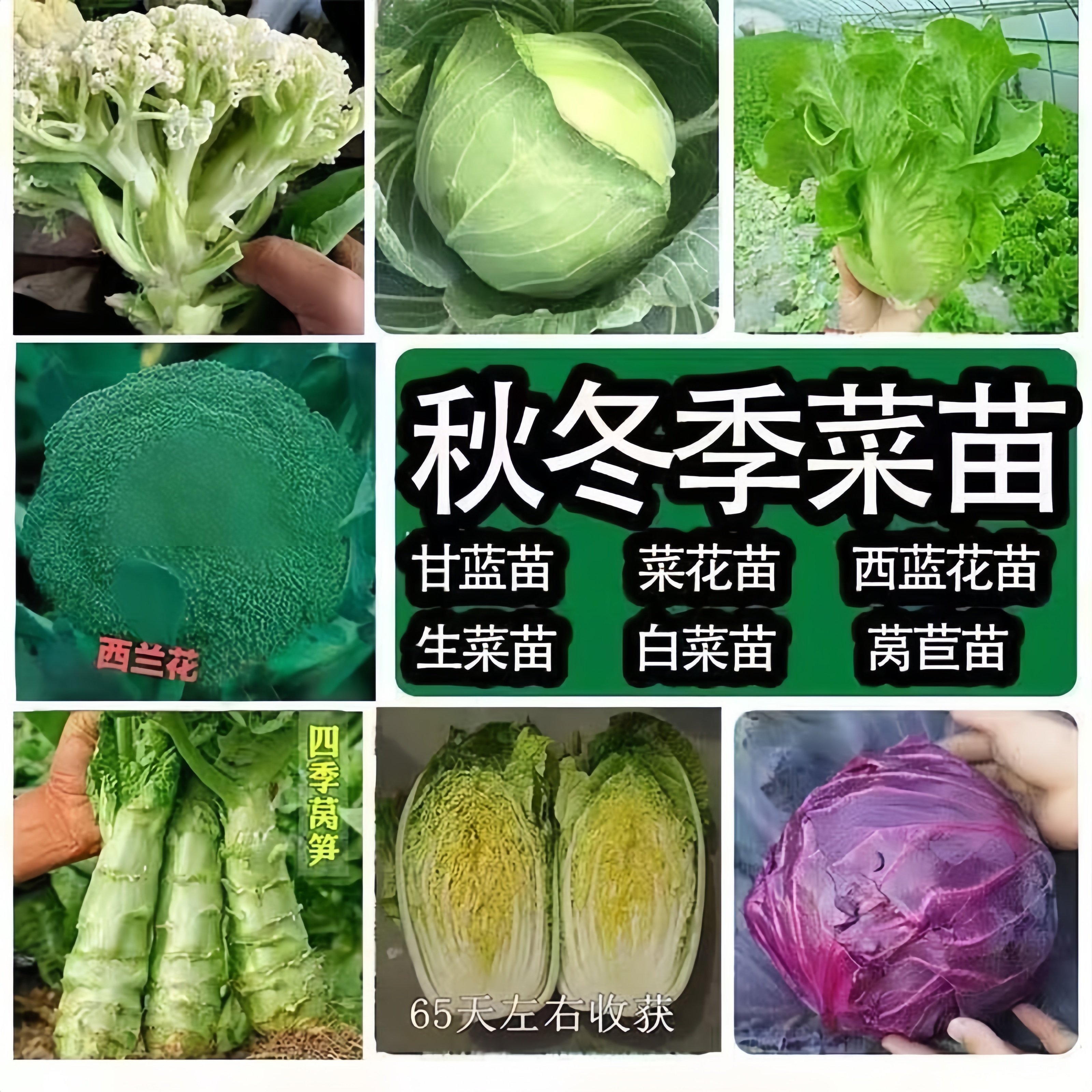 秋冬蔬菜苗甘蓝苗包菜苗卷心菜苗小包菜薄皮脆甜圆白菜大头包心菜,鲜花速递/花卉仿真/绿植园艺,种苗/半成品盆栽,淘宝优惠券,粉丝福利购,淘宝优惠卷