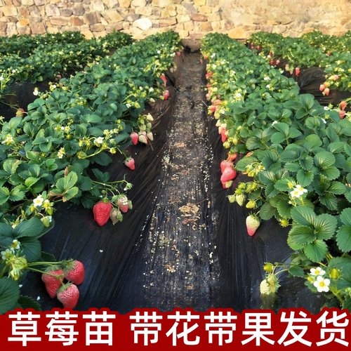 带花带果原盆原土草莓盆栽