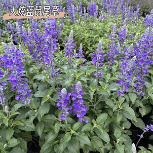 大炫蓝鼠尾草盆栽庭院别墅绿化工程苗成都基地花镜花坛花海易成活