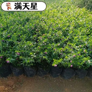 盆栽满天星花四季易种活花绿植四季播种室内阳台花卉盆栽四季易活
