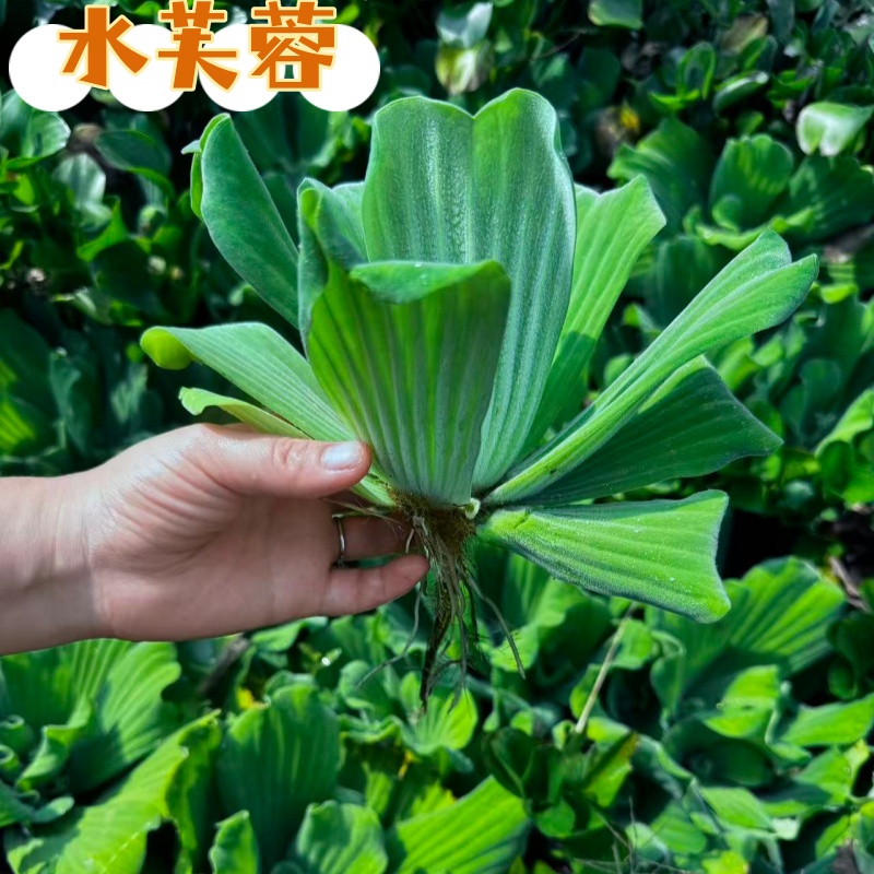 水葫芦浮萍水生植物养鱼养龟
